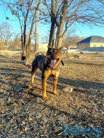 Бойцовский ит . Порода : Питбуль, фотография 1