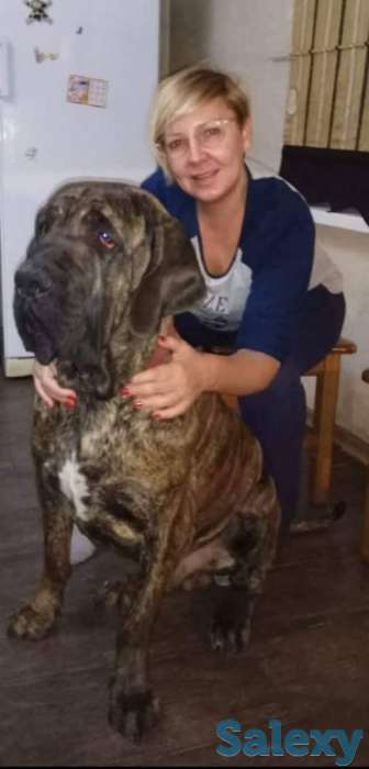 Бразильский мастиф, фотография 1