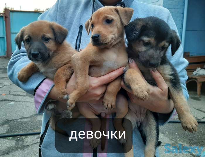 Отдам щенков, фотография 1