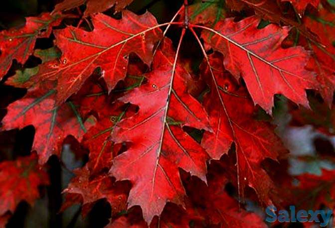 КРАСНЫЙ ДУБ, КЕДР, фотография 1