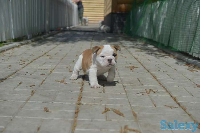 Английский бульдог, фотография 4
