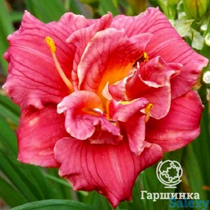 Лилейник кьют эз кэн би, фотография 1