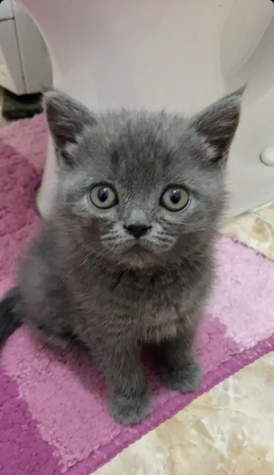 Британские котята, фотография 1