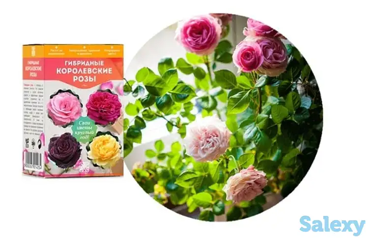 Королевские розы, фотография 1