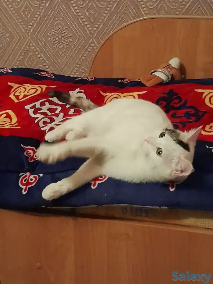 Помогите стерилизовать кошечку, фотография 2