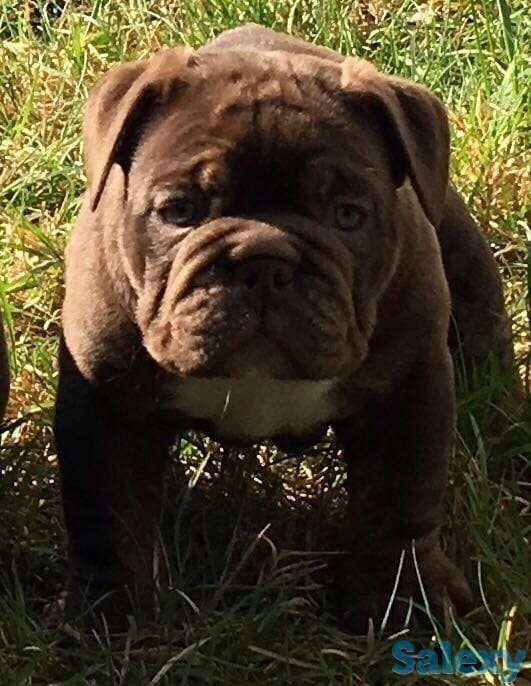 Английский бульдог, фотография 1