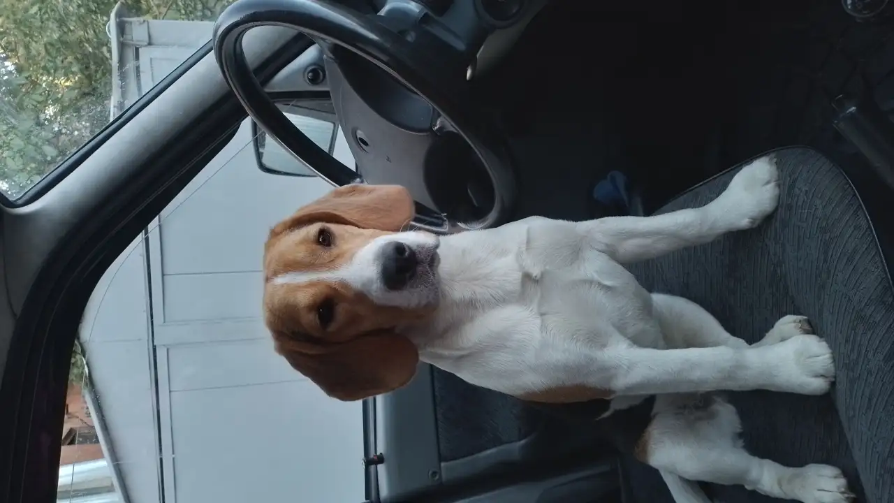 Бигль девочка 7,5 месяцев, фотография 2