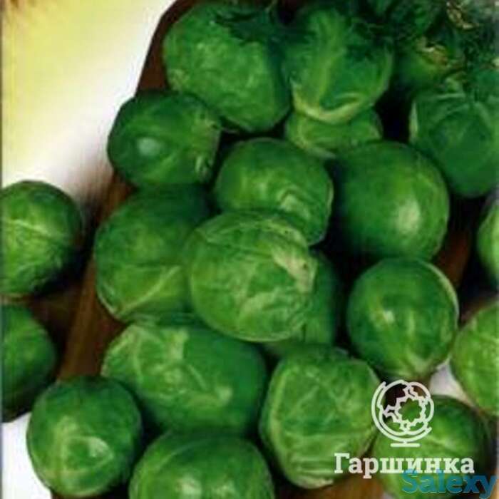 Семена Капуста брюссел. Геркулес 0,2 г, фотография 1