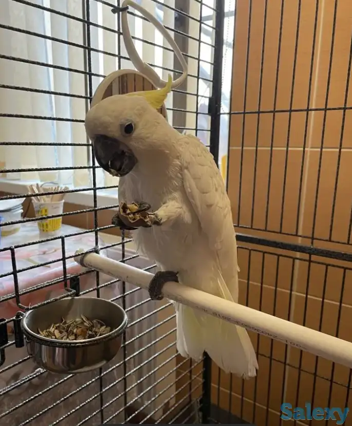Какаду Попугай в добрые руки!, фотография 1