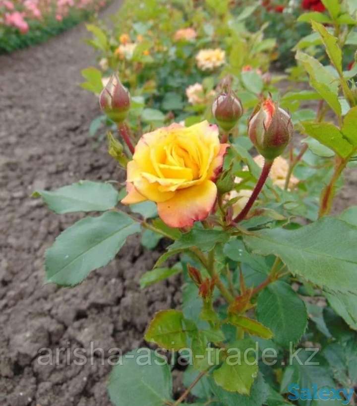 Саженец розы (мини). Сербия, фотография 1