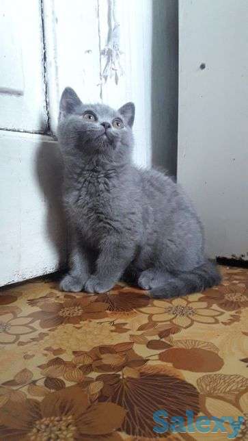 Котята британские, фотография 6
