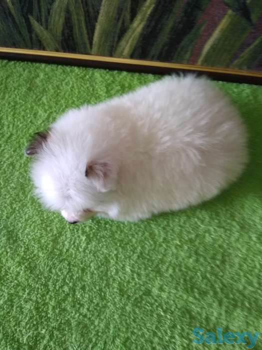 Продам мальчишек шпицов, фотография 8