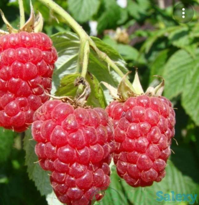 Саженец малины 