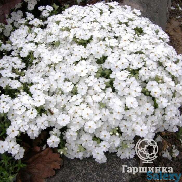 Флокс шиловидный Майшнее, фотография 1