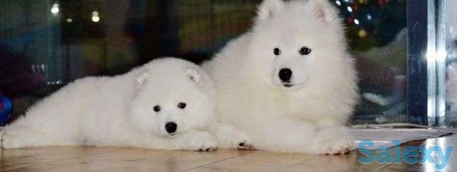 Щенки самоедики, фотография 1