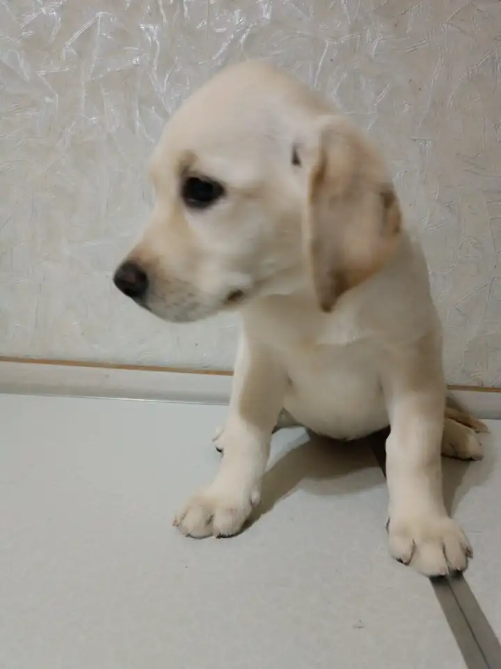 Щенки Лабрадор ретривер, фотография 8