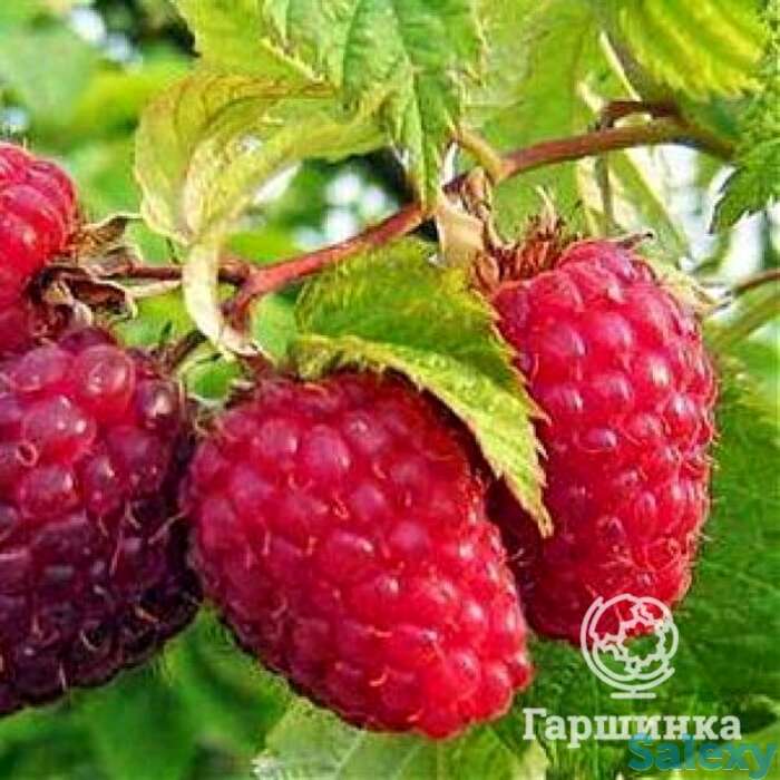 Малина бабье лето ремонтантная, фотография 1