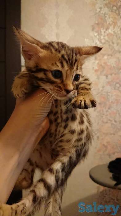 Продам котят. Порода Бенгал, фотография 8