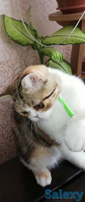 Котенок девочка экзоточка, фотография 4