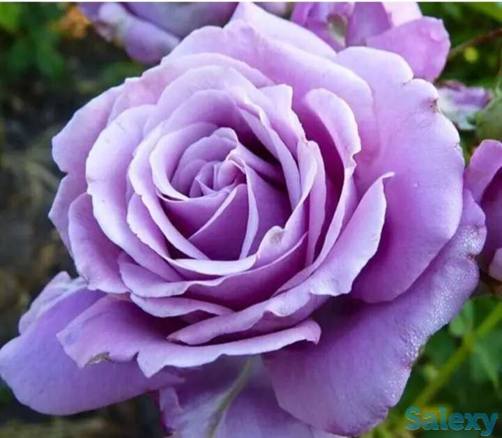 Саженец розы плетистой 