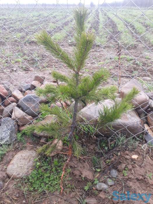 Сеянцы сосны обыкновенной, фотография 1