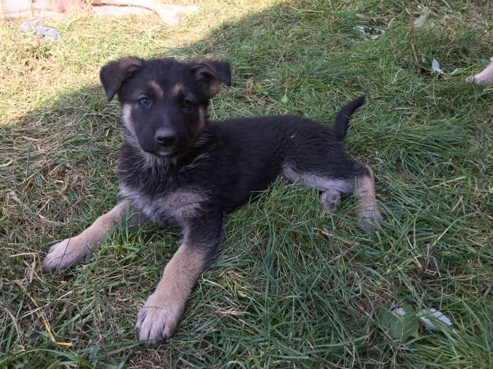 Продам щенков Восточно-Европейской овчарки, фотография 9