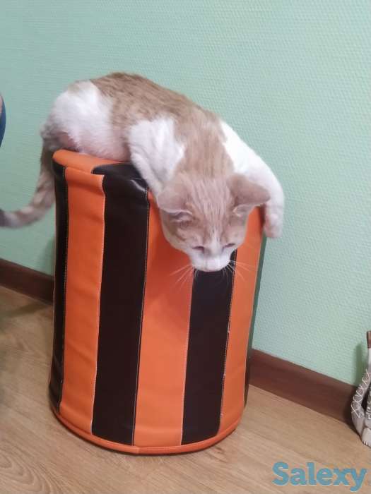 Отдам котенка  в добрые руки, фотография 3