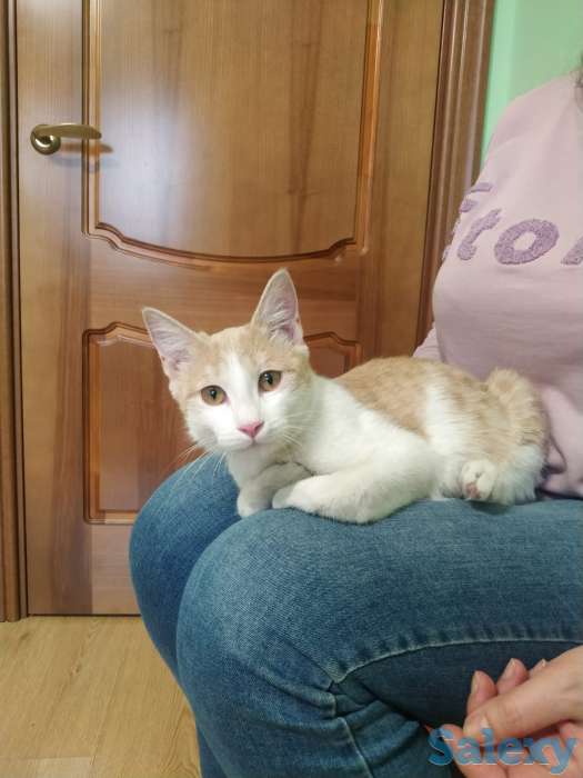 Отдам котенка  в добрые руки, фотография 5