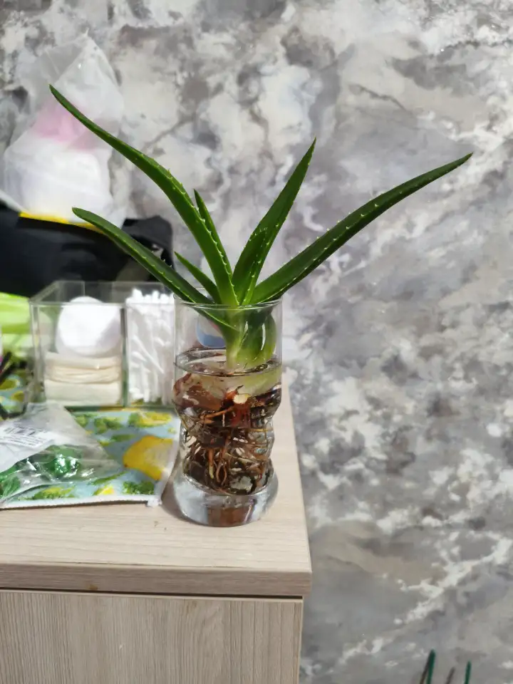 Алоэ, фотография 1