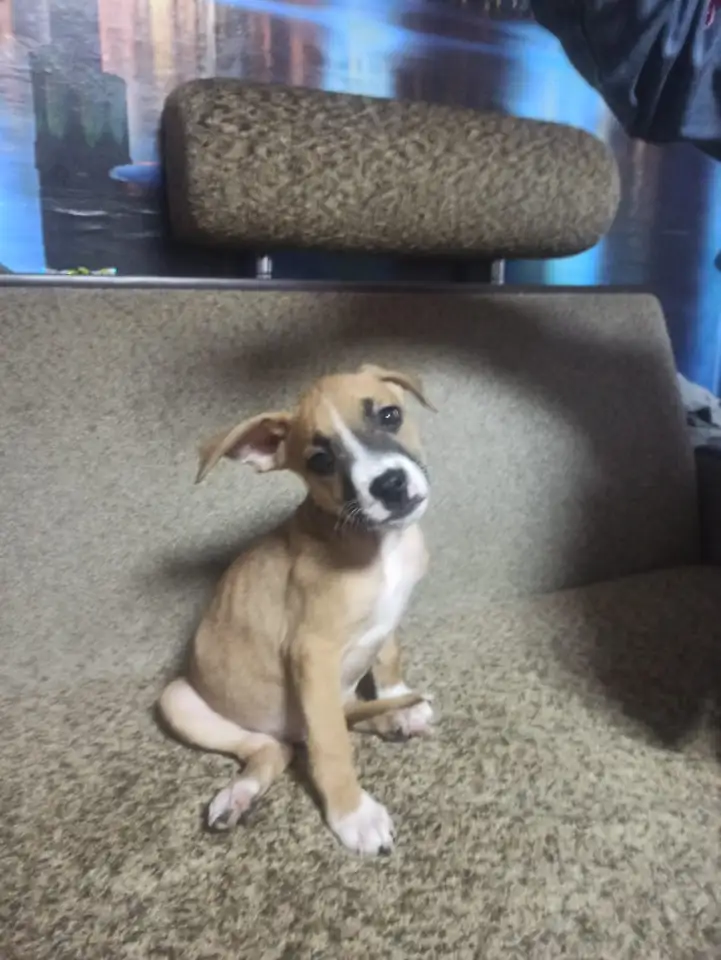 Продажа Американский Стаффордширский терьер, фотография 4