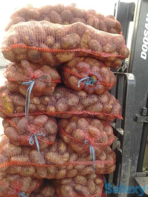 Продажа Картофеля Гала и Ред Леди 9.50 руб., фотография 1