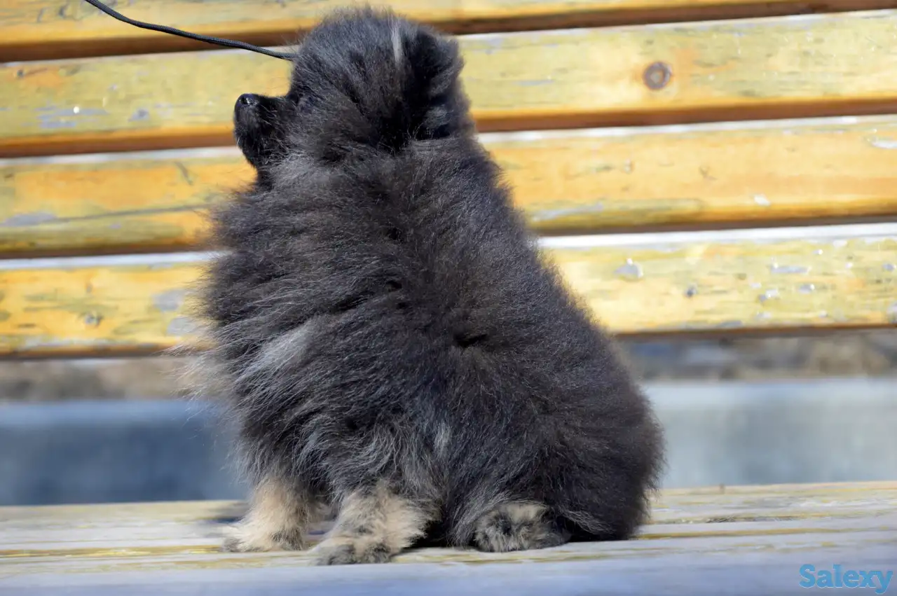 Щенки померанского шпица, фотография 9