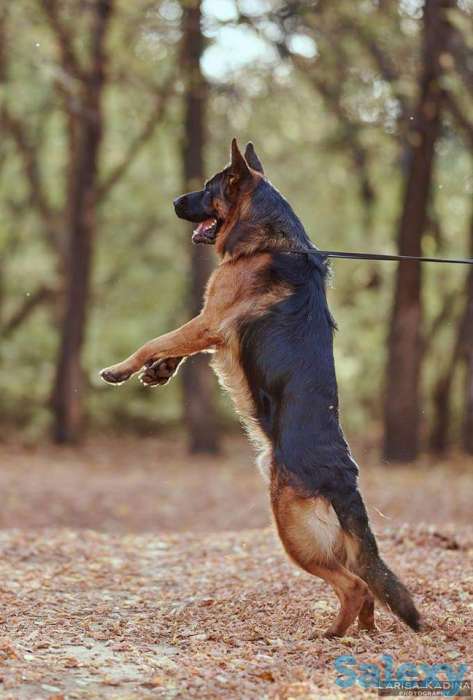 Немецкой овчарки щенков, фотография 3