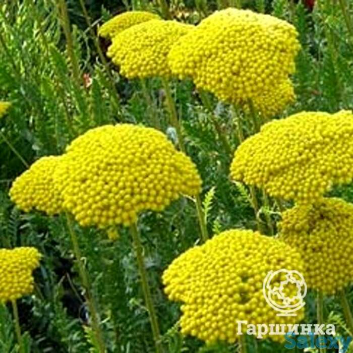 Тысячелистник Паркерс Вейрити, фотография 1