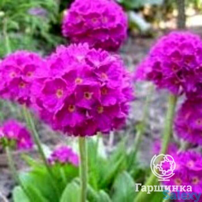 Примула мелкозубчатая Рубин/Лилак, фотография 1