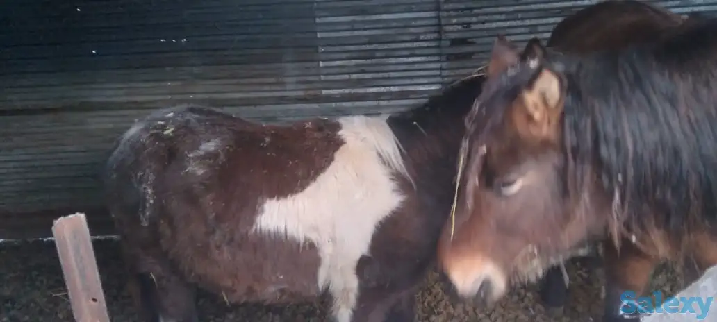 Продам лошадей, фотография 5