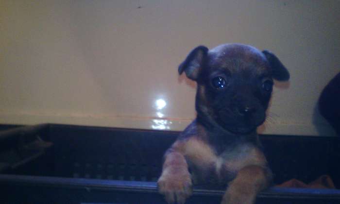 собачку срочно, фотография 9