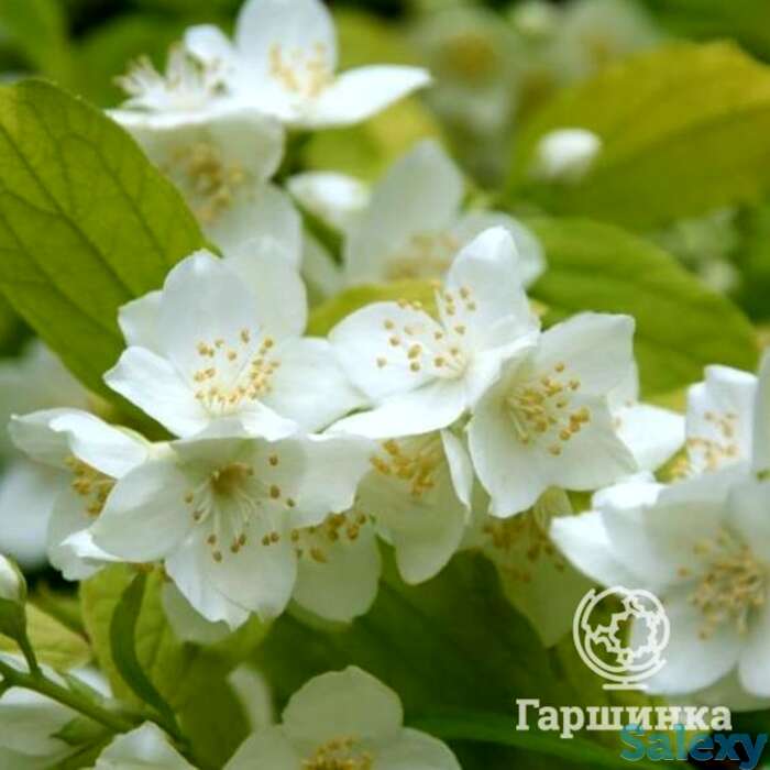 Чубушник ауреус, фотография 1