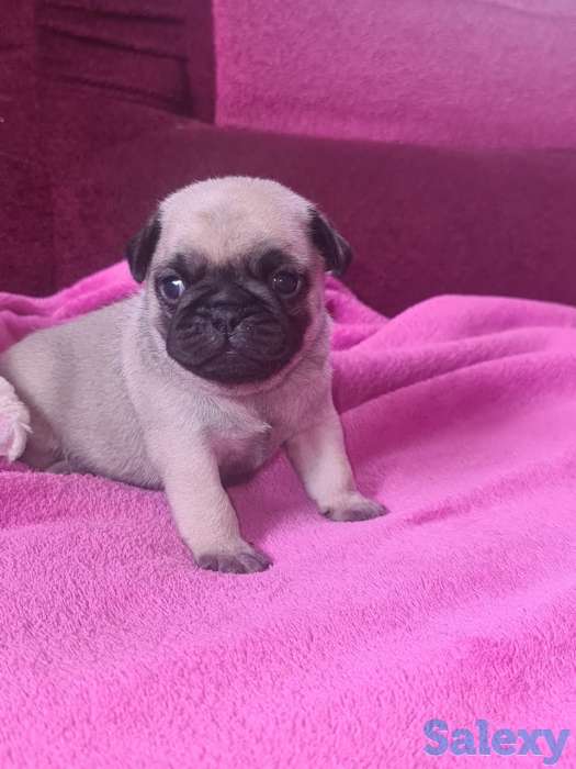 продам щенка мопса, фотография 2