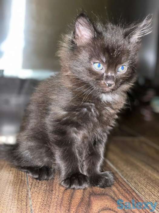 отдам котенка, фотография 1