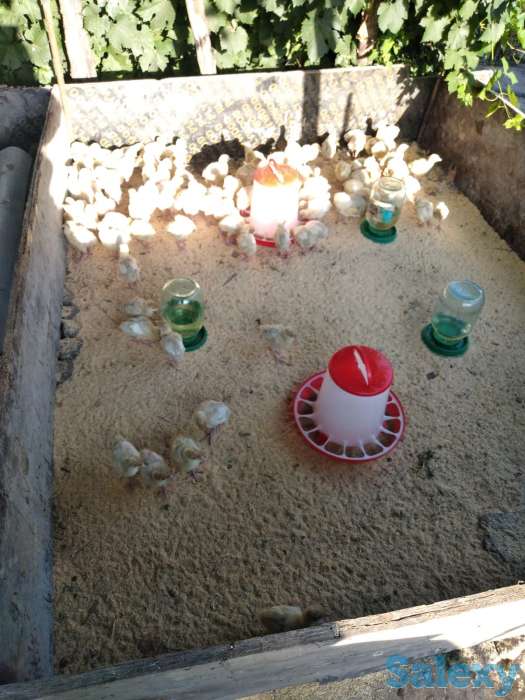 Мясо индейки (индейка, индюк), фотография 3