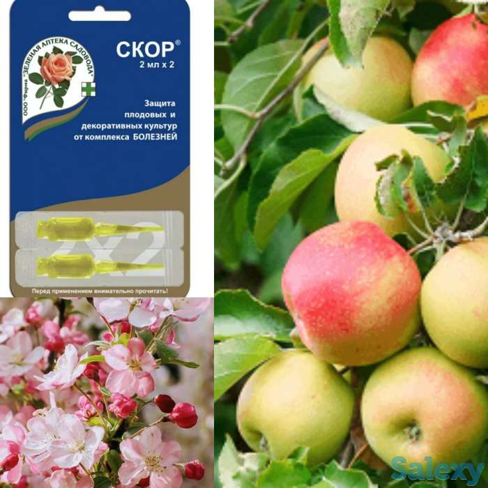 Семена  в Кокшетау, фотография 12