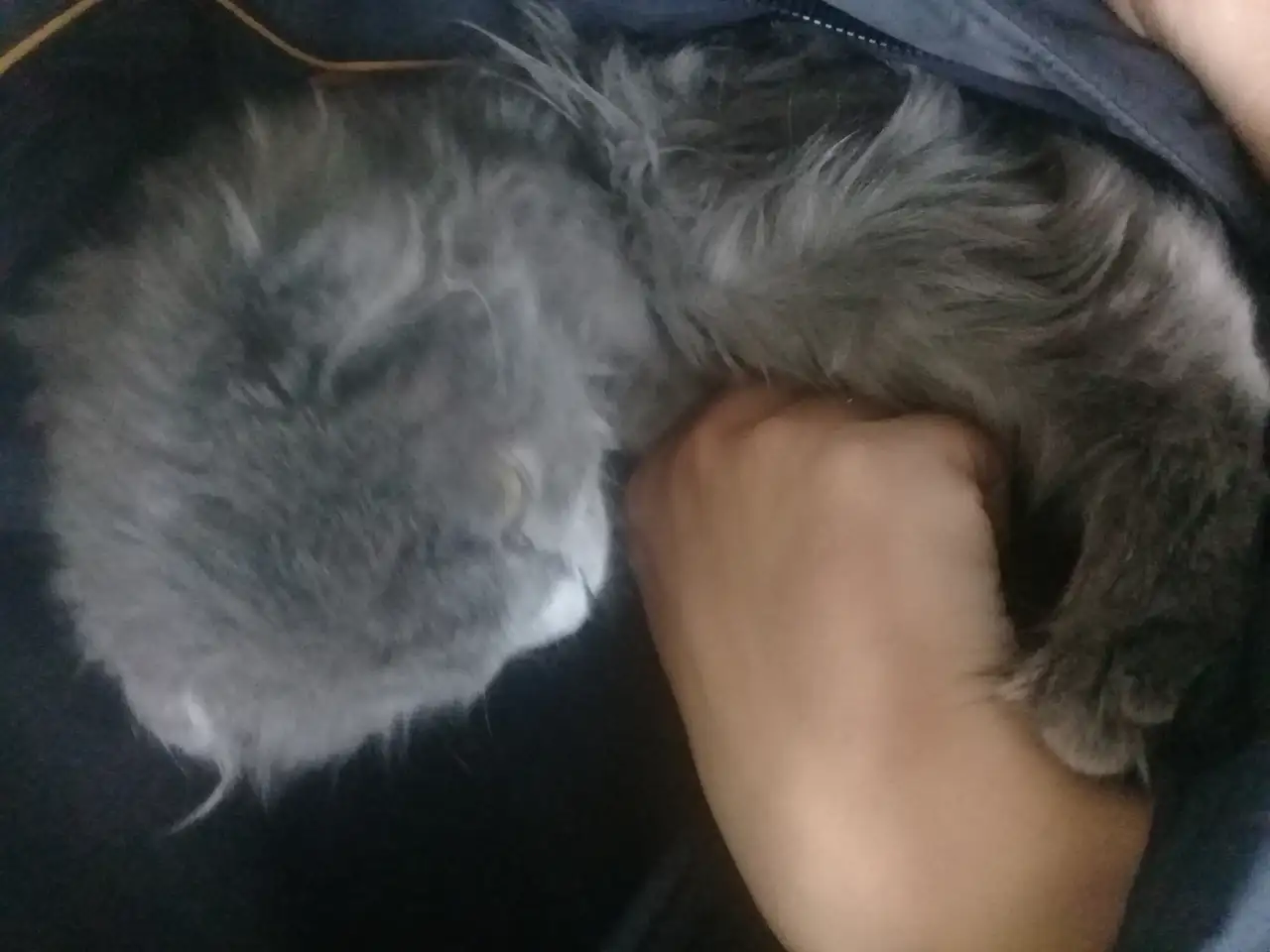 Шотландская вислоушка, фотография 2