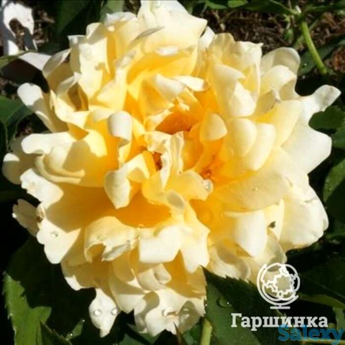 Роза раффлс куин, интерплант, фотография 1