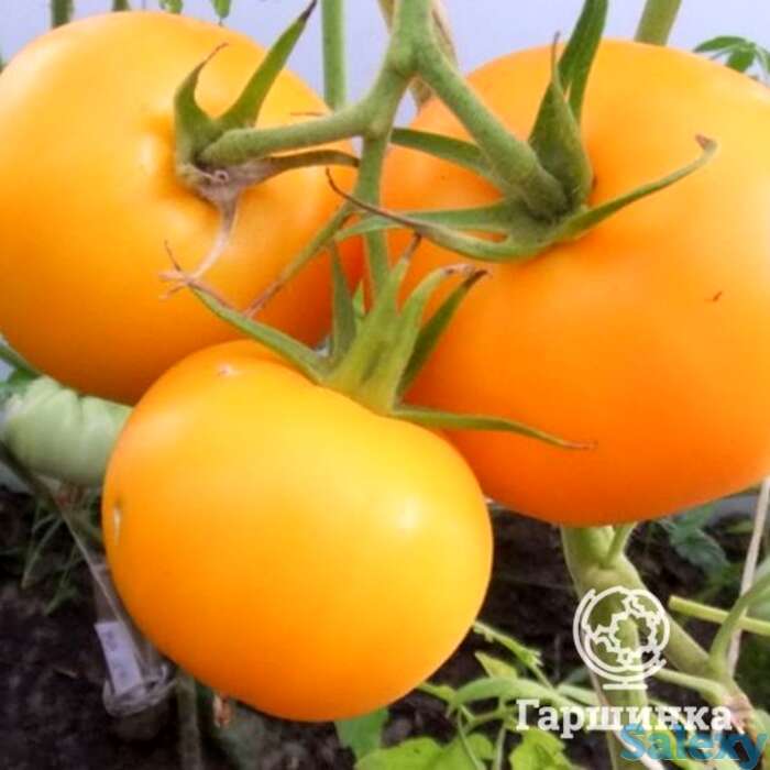 Семена Томат Бочка меда 20 шт, фотография 1