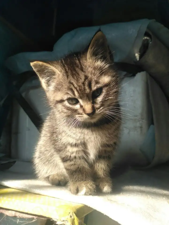 Отдам котят в заботливые руки, фотография 1