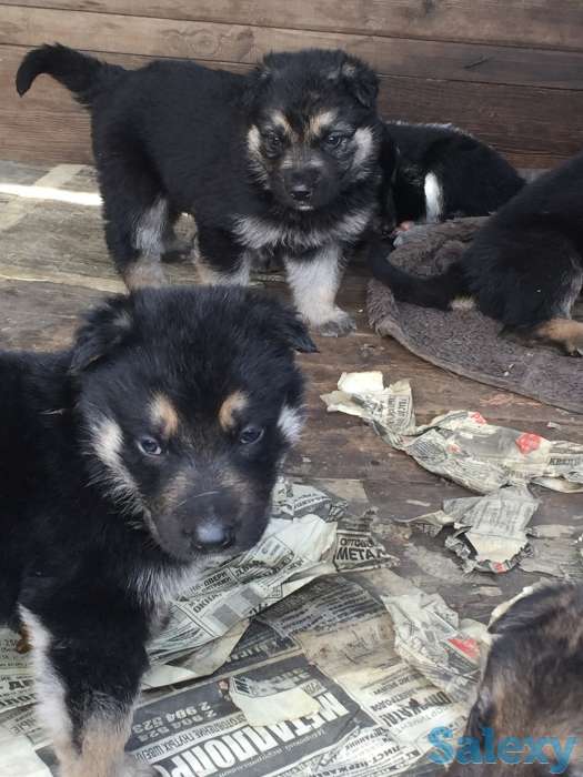 Продаю щенков ВЕО нахожусь в районе Калкамана, фотография 4