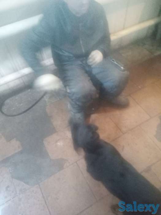 Продам щенка 3-х мес. Суку ротвейлер, фотография 6