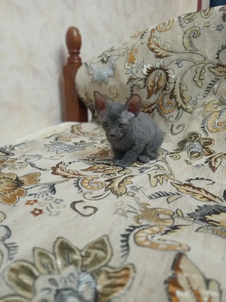 Велюровые, донские красавцы сфинксы, ждут своих хозяев!!!, фотография 2