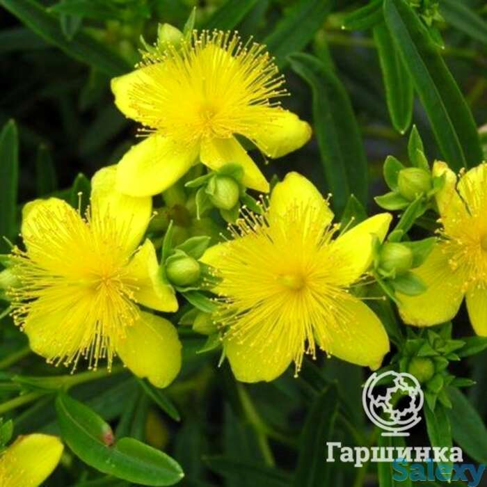 Зверобой кальмана гемо, фотография 1